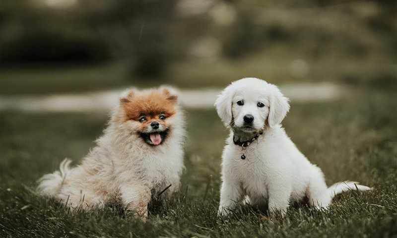 Pet-friendly villas link