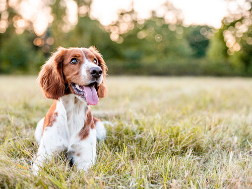 Pet-friendly villas in Croatia