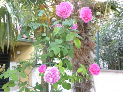 Villa Ana - Crikvenica Garden and property exterior