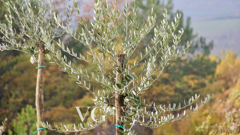 Villa Oliva - Buje Zusatzinhalte