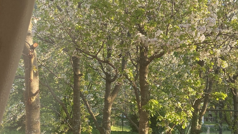 Villa il giardino segreto  pool&sauna Opatija