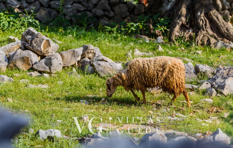 Villa Lun T - Island Pag micro_location