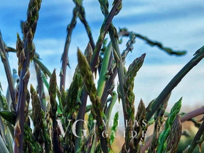 Holiday home villa Zora with outdoor whirpool Microlocation