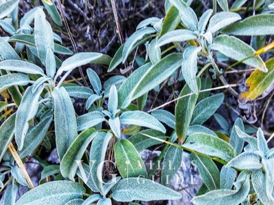 Holiday home villa Zora with outdoor whirpool Microlocation