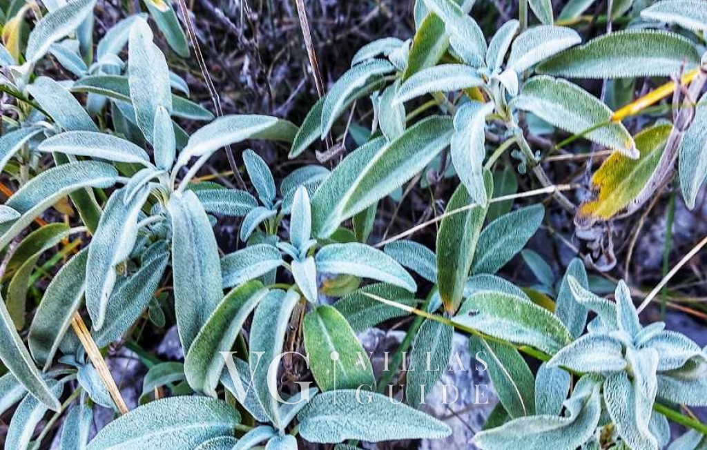 Holiday home Marijana with pool & whirpool Mikrolokacija