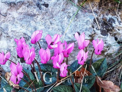 Holiday home Marijana with pool & whirpool Mikrolokacija