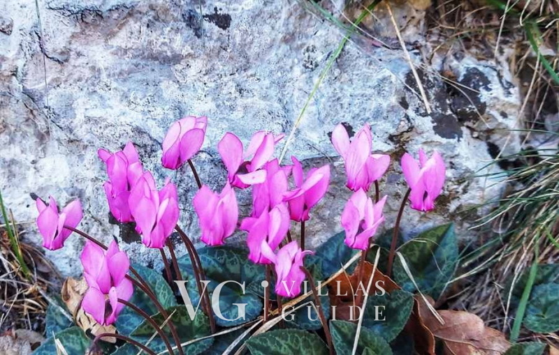 Holiday home Marijana with pool & whirpool Microlocation