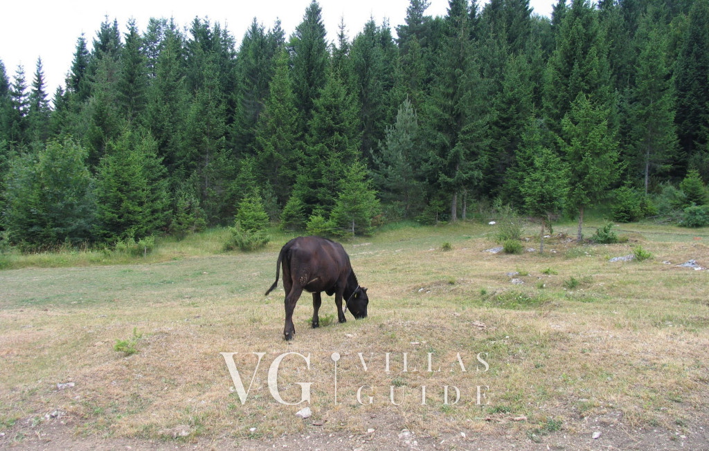 Kuća za odmor ZORA Microposizione