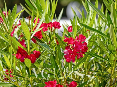 Villa Grazia Dvorište i vanjski dio objekta