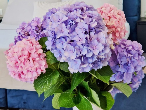 Studio Apartment Lea - Rovinj