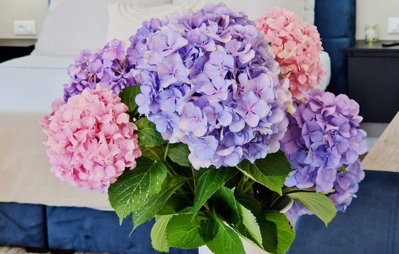 Studio Apartment Lea - Rovinj