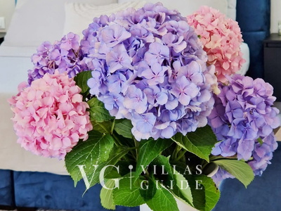 Studio Apartment Lea - Rovinj