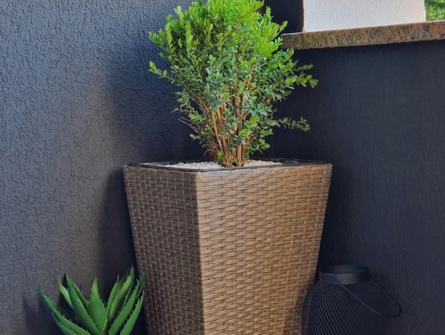 Studio Apartment Lea - Rovinj