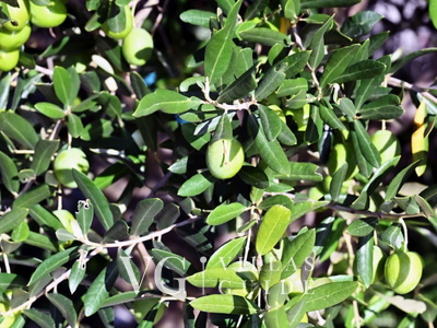 Villa Buby Microposizione