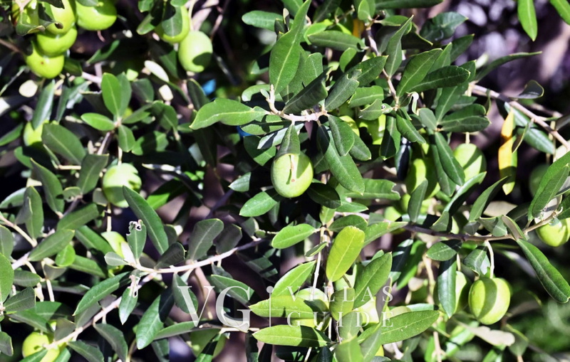 Villa Buby micro_location