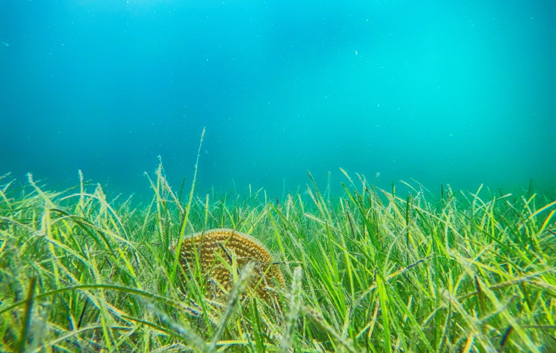 Villa Danica - Privlaka