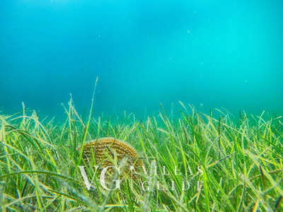 Villa Danica - Privlaka Microlocation