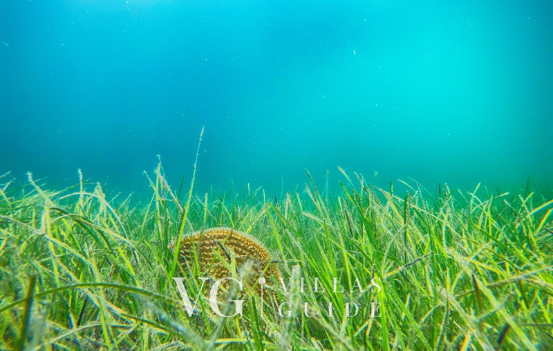 Villa Danica - Privlaka micro_location