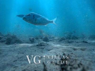 Villa Danica - Privlaka Microlocation