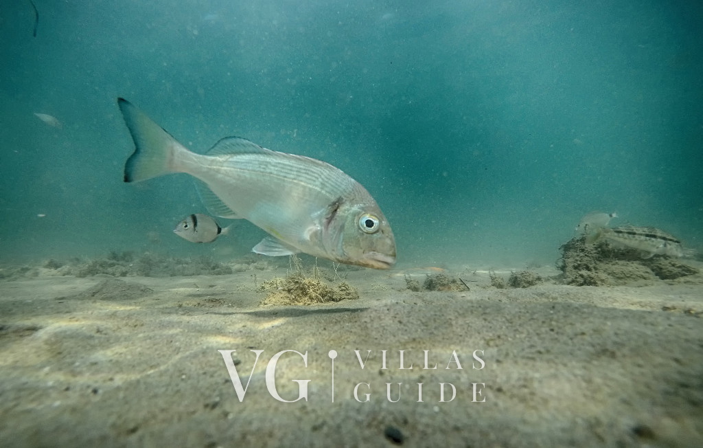 Villa Danica - Privlaka Microlocation