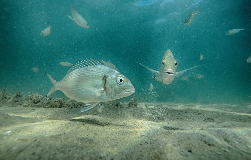 Villa Olive-Privlaka