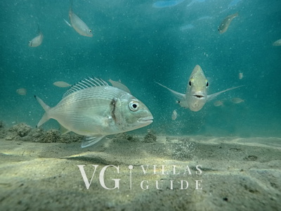 Villa Olive-Privlaka Microlocation