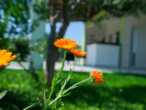 Green Escape Holiday House