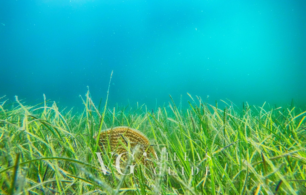 Villa Rafaelo - Privlaka Microlocation