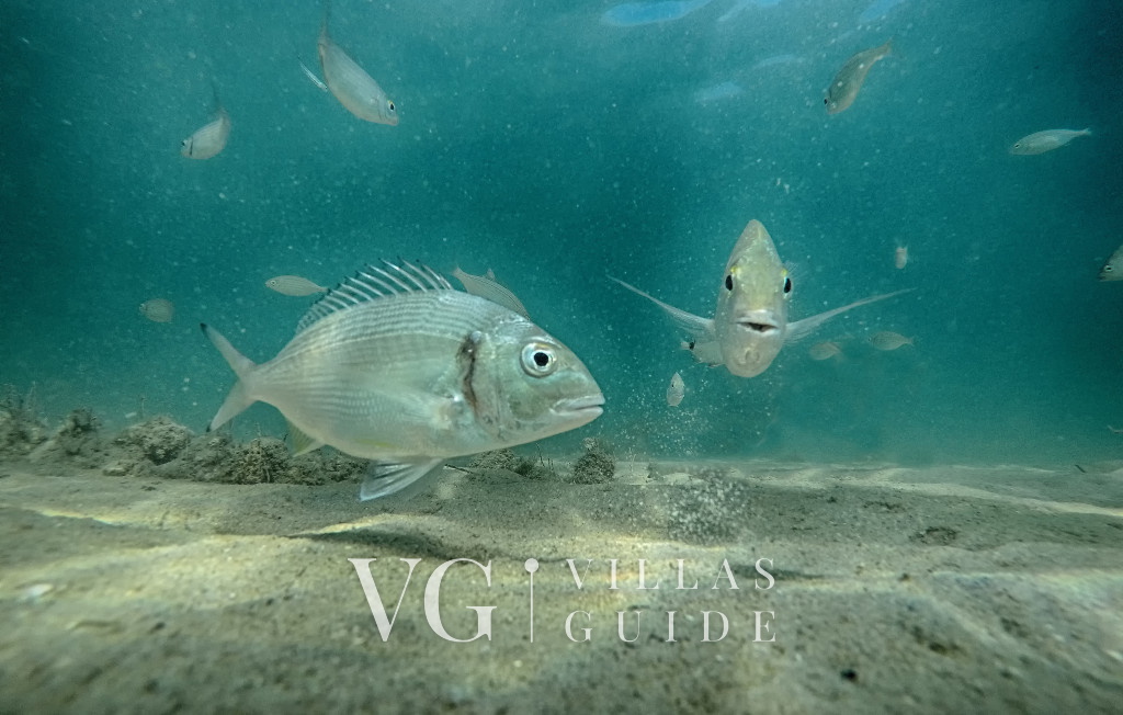 Villa Rafaelo - Privlaka Microlocation