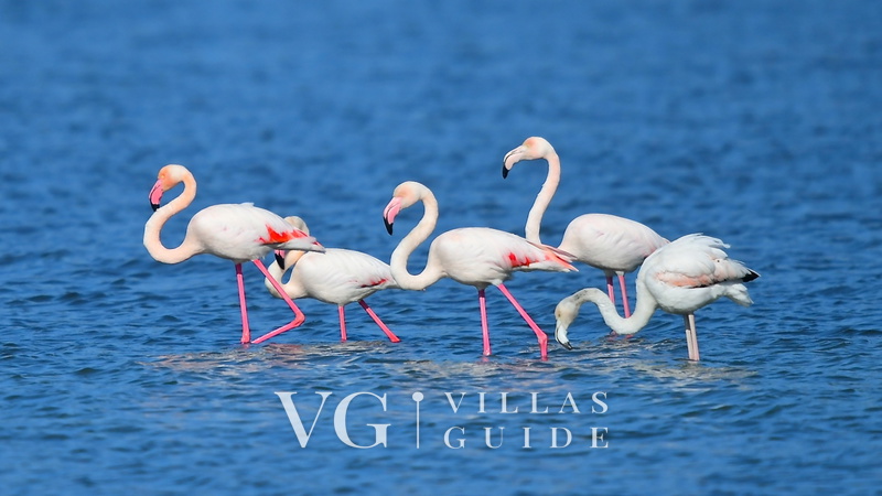 Villa Ginevra micro_location