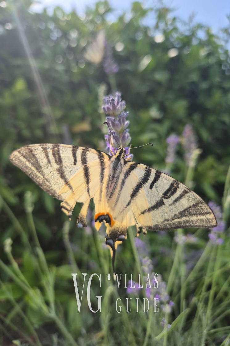 Luxury Villa Exclusive  heated pool &pet friendly&sauna Krk Additional content